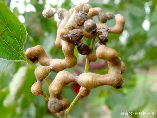 优米app ios罗时坤会长带队赴汉阴参观颐品庄园拐枣酒生产基地